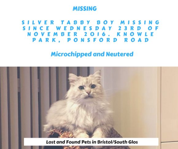 Missing Silver Tabby – November 2016, Knowle, Bristol – Chipped and Neutered