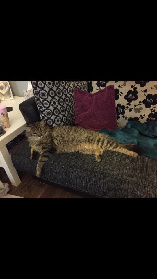 MISSING – 17th April 2017 – Speedwell – Neutered and Chipped