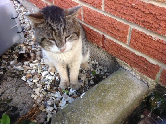 Found – May 2017 – Patchway – Un-neutered stray