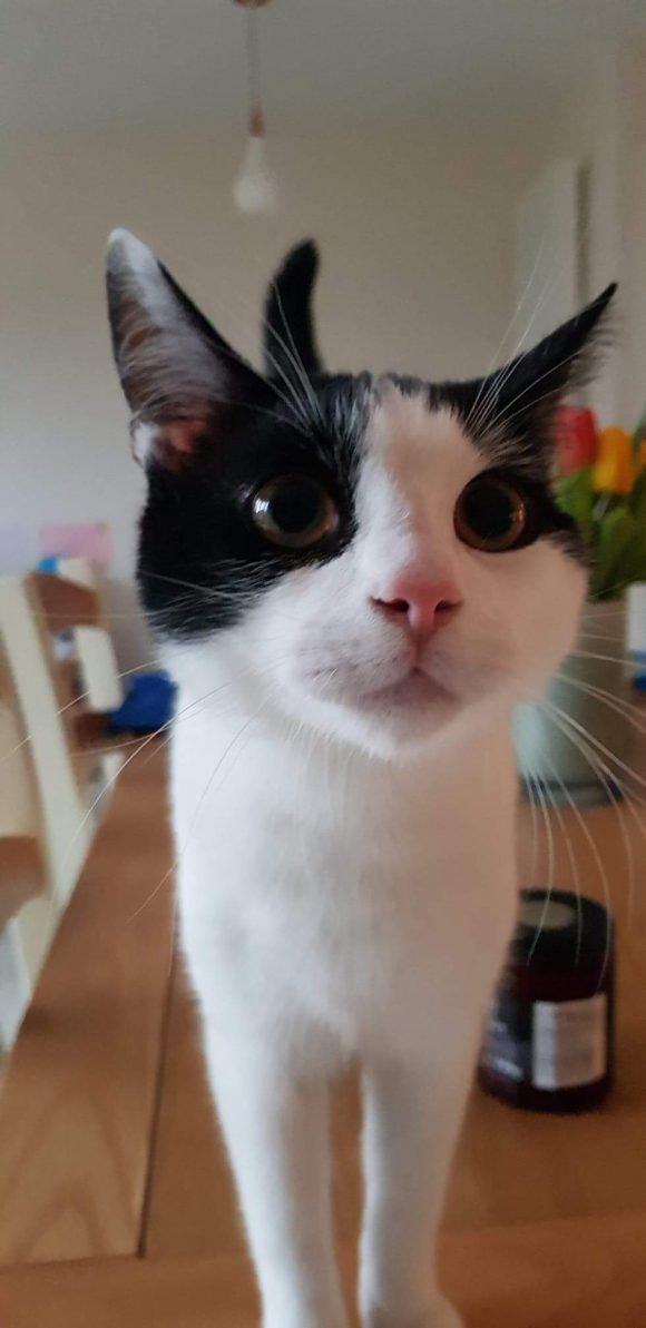 Missing male black and white cat