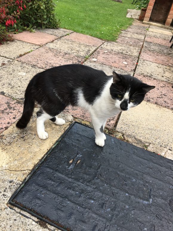 FOUND: Black & White cat in Stockwood, South Bristol
