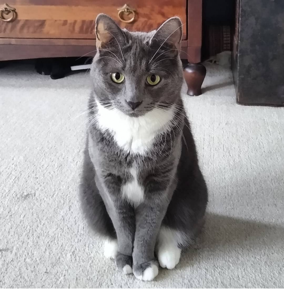 Missing cat – Nova from st Paul’s Bristol