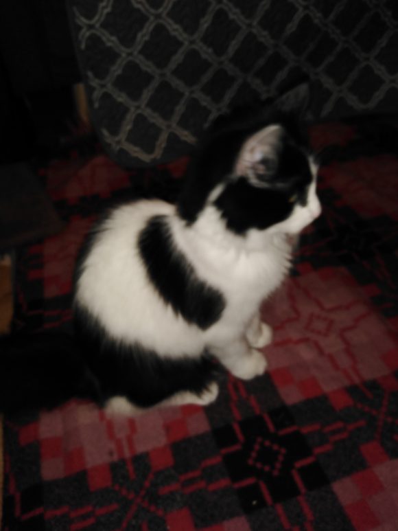 Missing Kitten in Bedminster area of Bristol