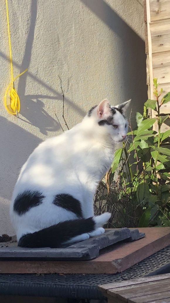 White/black cat missing – Sunningdale Dr