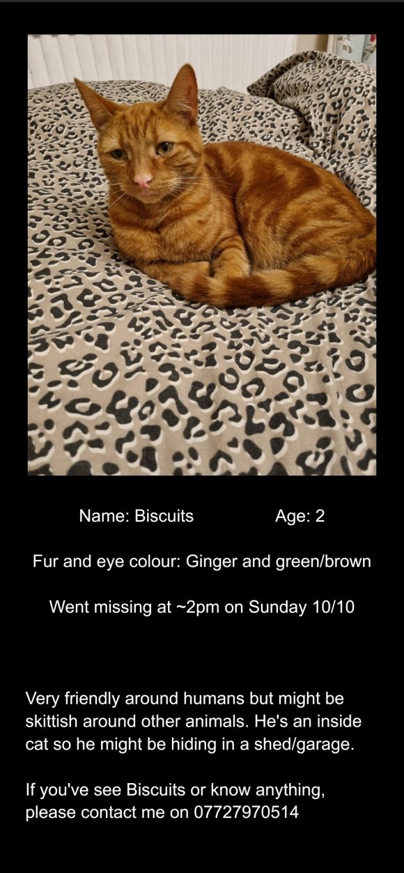 Lost cat on Windermere Road – BS34 5PP