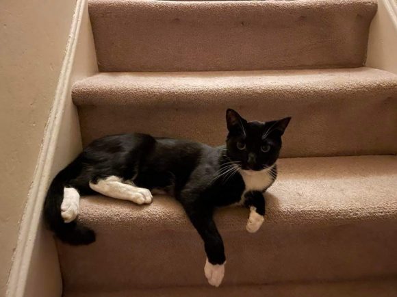 Missing cat in BS4 Brislington – Hungerford Rd