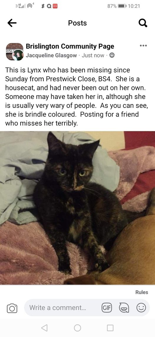 Missing Brindle Cat Brislington