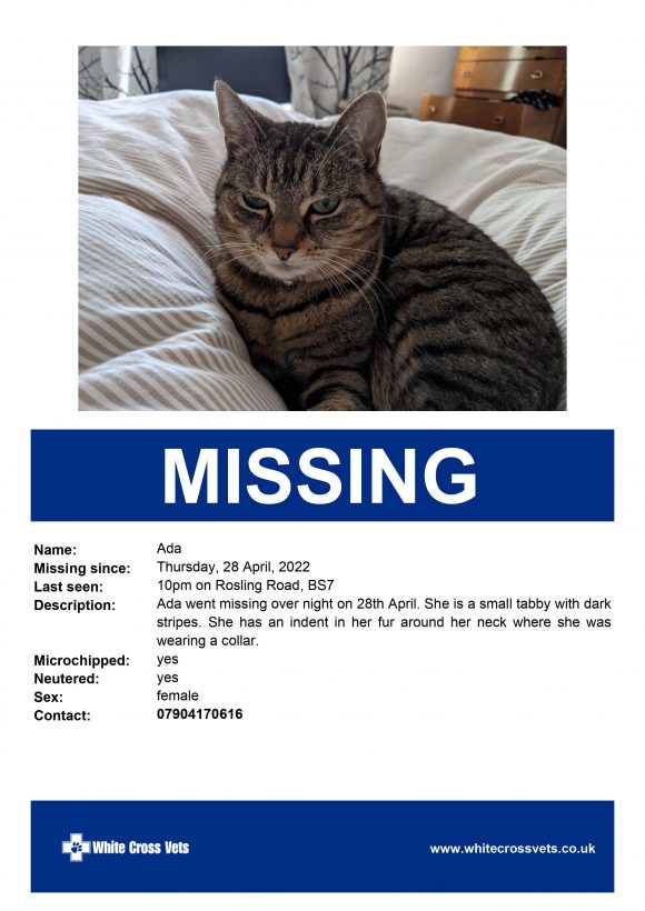 Ada – Cat missing Rosling Road BS7