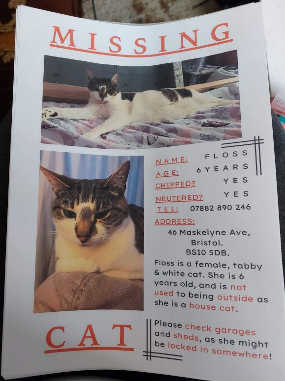 Missing House Cat
