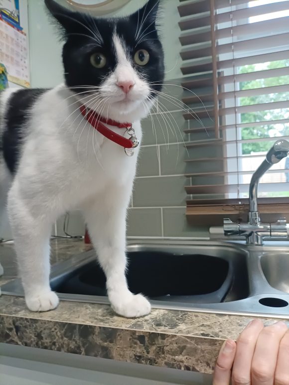 (Found) black and white cat called Simba. Bs9