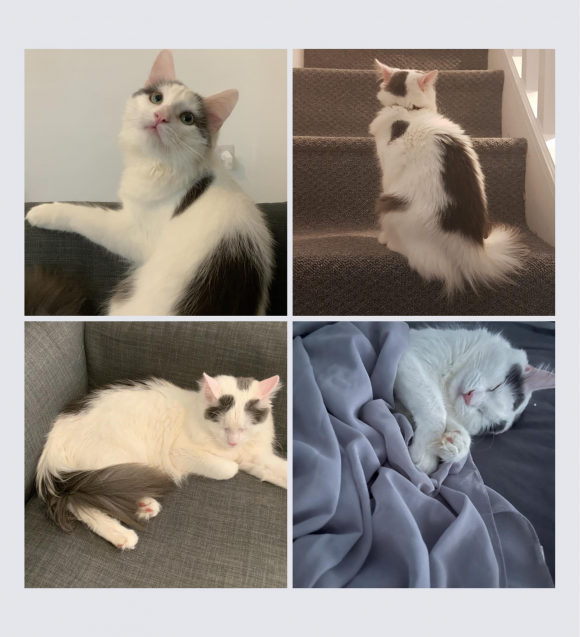 Tutta is missing from Sturminster Close. 12 months old.