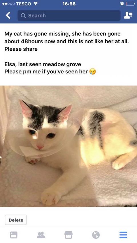 Reunited – 14th February 2017 Kitten Missing Shirehampton since 18 January