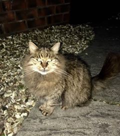 Found January 2017, tabby, st george  I live in Beaconsfield Road he’s fluffy but not very big looks well looked after. I’m just checking he has s home.