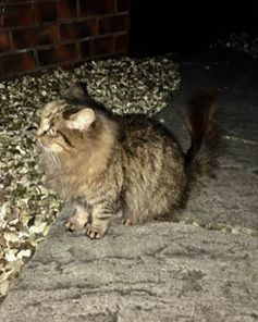 Found, Jan 2017, St George, Fluffy Tabby Cat,