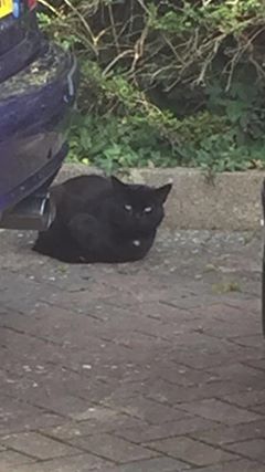 Found October 2016 – He’s an un-neutered male all black apart from a small white dot on his chest. He hangs around the ridge area of yate.