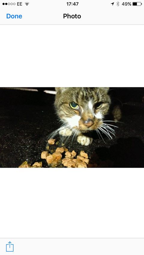Found tabby/white in Bedminster Dec 2016 – Not removed. so many have gone home