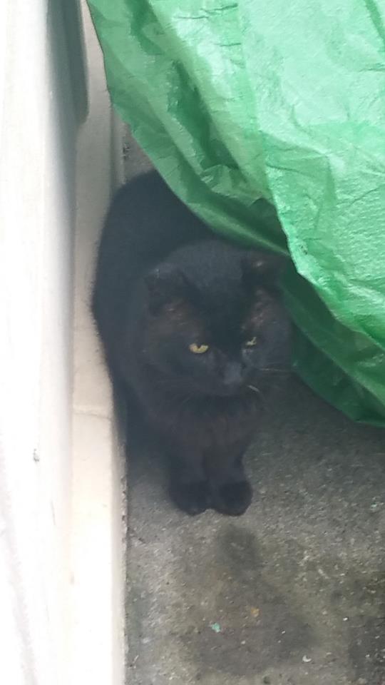 Found Black cat. Patchway, Jan 2017 his/her jaws are fat with what feels like abscess. It’s gone one half ear and walking with limp as well as covered in scabs – going to try and get it to the vet, giving some food as it’s a starvin