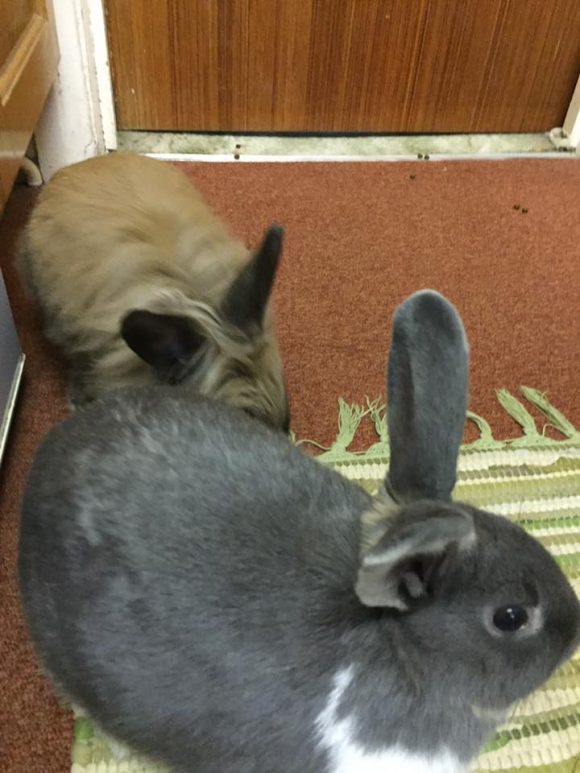 FOUND! Jan 2017 Two rabbits found on St. Peter’s rise bs13 last night.