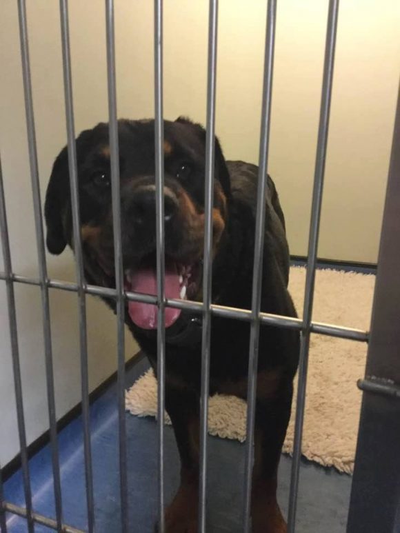FOUND. Rottweiler in Worcester road Clifton by Clifton college. Hasn’t got a chip or Id tag and has a silver studded collar. Is unharmed and has got food and water for the night with Clifton vets x