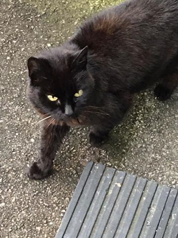 FOUND – Oct 2016 – Downend – This cat looks lost and is skinny at the trident pub garden downend