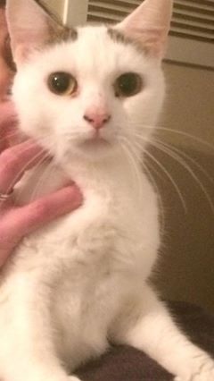 Found white with little ginger. December 2016, Barton Hill, Bristol… Male 6/8 months old. Unchipped.