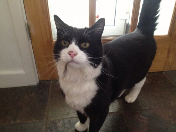 Missing Sept 2015, Downend, black and white cat,