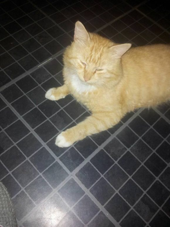 Missing Southmead,  Dec 2016, Ginger Cat