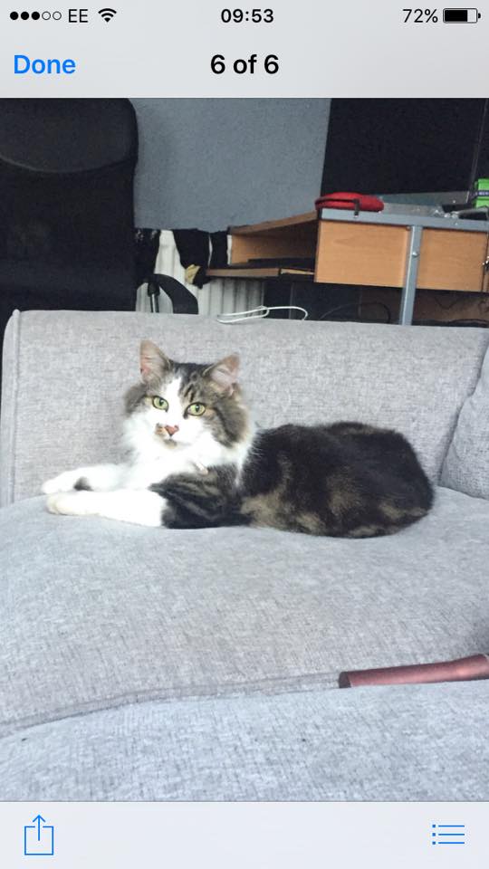 Missing  Sept 2016- Hartcliffe/Bedminster – neutered and chipped