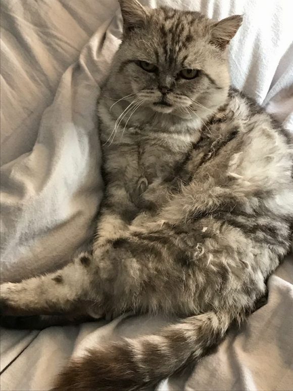 REUNITED – Missing, Dec 2016, Silver/grey Tabby, Male, un-neutered, BS3