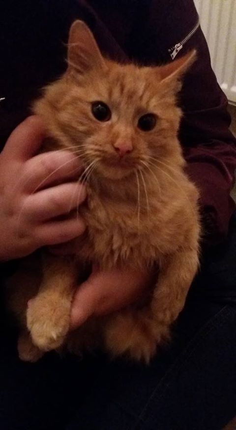 Found cat Ginger,  Nov 2016 we were out at the shop and he followed us home, ran straight in our flat! Really friendly and happy, playful. Wearing a purple collar with a bell, we have left the back door open to see if he/she wants to go back out and is staying playing and cuddling! Really well looked after just think he/she is lost! Worried he/she is ggoing to be out all night in the cold, that’s all! Lawrence Weston, Bristol. Broadlands drive…