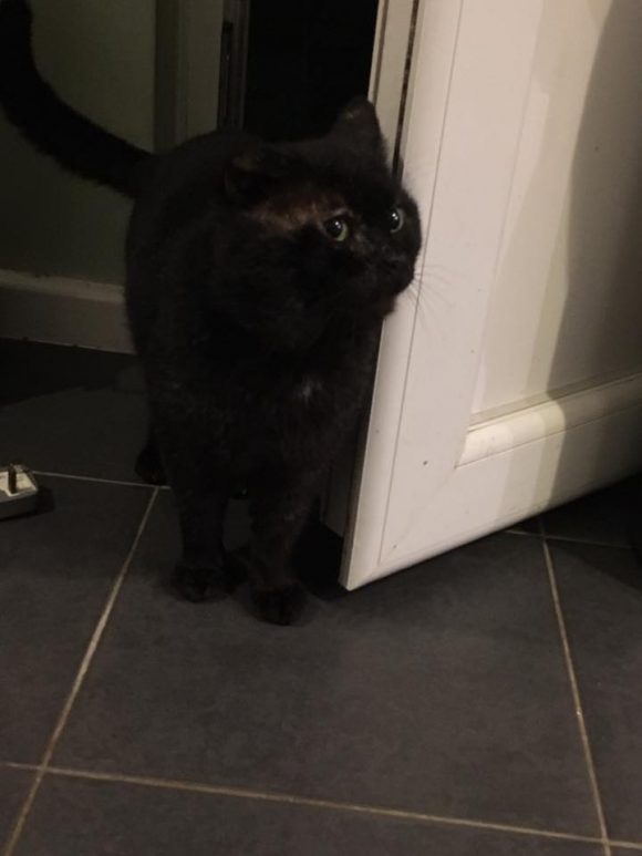 Found Bradwell Grove, Southmead Black Cat. is/her jaws are fat with what feels like abscess. It’s gone one half ear and walking with limp as well as covered in scabs – going to try and get it to the vet, giving some food as it’s a starvin