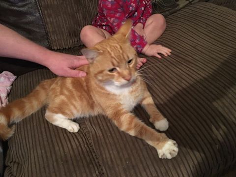 Found 1st December 2016 –  Cat is chipped? The ginger with white cat is a Neutured Male And His Name Is Marmalade!! This Cat Is From st annes brislington!! Vet Said Original Owner had Rehomed this cat to someone in st Anne’s 6 months ago!! No Number to contact just the address of Gilford road!  Rehomed via Bristol and Wales Cat Rescue