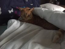 Missing, Jan 2017, Westerleigh, Ginger Cat, Chipped and Neutered