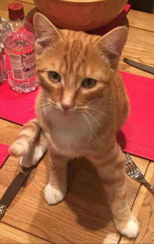 Missing, Nov 2016, Henbury area, Ginger cat