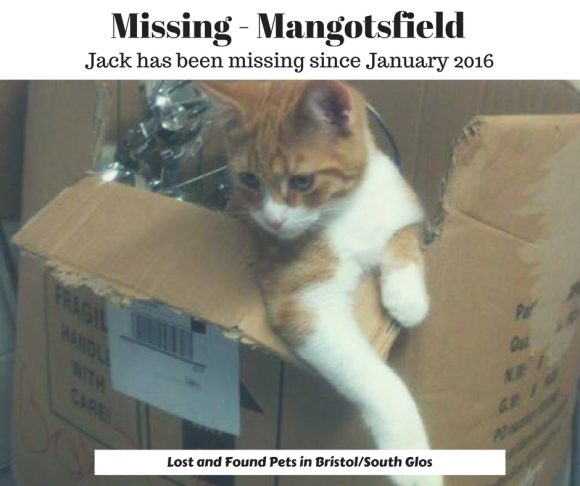 Missing – Mangotsfield – Jan 2016 – Ginger Male Cat