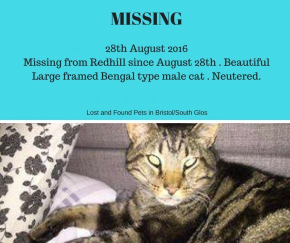 MISSING – 28th August 2016 from Redhill, Bristol – Neutered Male