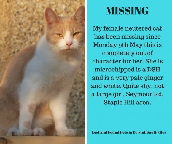 Missing – 9th May 2016, Staple Hill – Chipped and Neutered