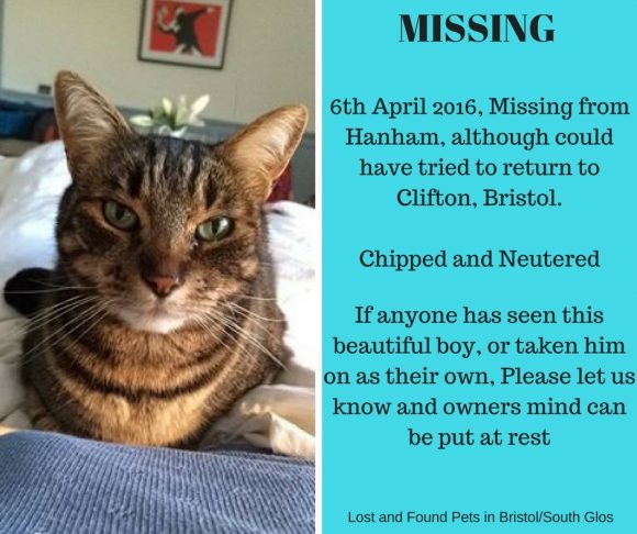 MISSING – 6th April 2016 – Hanham, Bristol, Male, Neutered and Chipped