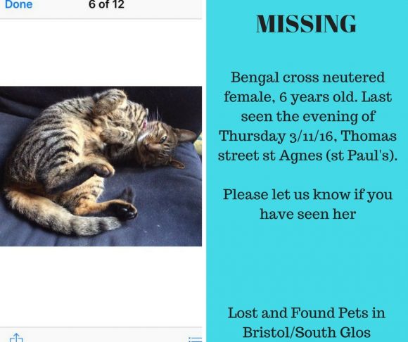 Missing 3 November 2016 – St Pauls, Neutered Female