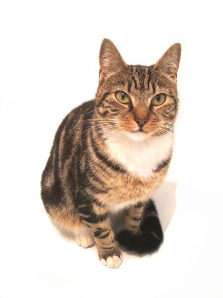 REUNITED – 21st Feb 2017 – Missing tabby cat, Monk Road, Bishopston BS7