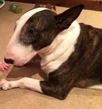 REUNITED – 7th Feb 2017 .. Missing – 7th Feb 2017, Fishponds,  Brindle and white Bull Terrier