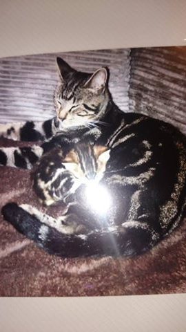 MISSING – Jan 2015 – Male, un-chipped, Knowle