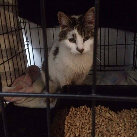 FOUND – Southmead Caught Oct 2016 – around for longer – NOW REHOMED