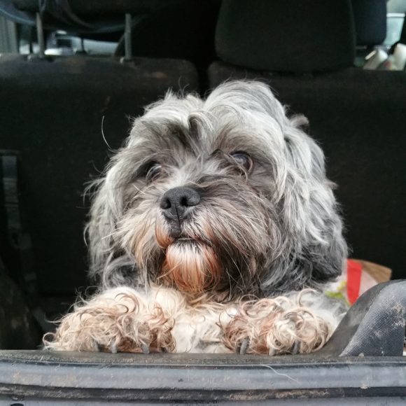 REUNITED – 22.03.17 – Dog found in Yate 21.03.17
