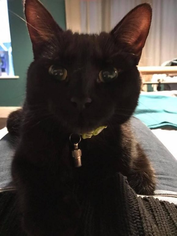REUNITED  1st April 2017  – MISSING – 7 March 2017 –  BS5 – Black, Female, Microchipped