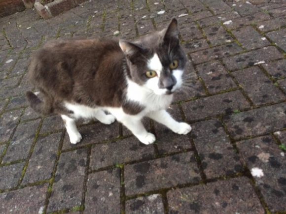 SIGHTED – Henbury – 15th March – Black/white cat