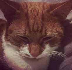 MISSING – 28th December 2016 – Stockwood – Ginger/white – Male