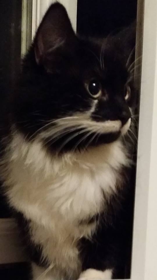 Not Lost – local cat – FOUND – Southmead – February 2017 – black/white cat