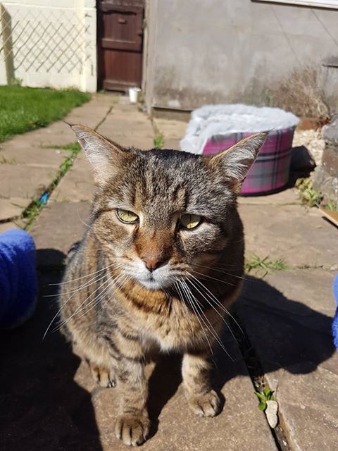 reunited – 11th April 2017 – MISSING – 3rd April 2017 – BS13  – Bedminster Down – Male Tabby Cat