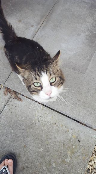 FOUND – July 2016 – Yate – Un-neutered/un-chipped Male tabby